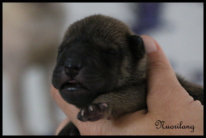 du Nuorilang - Chiots disponibles - Shar Pei
