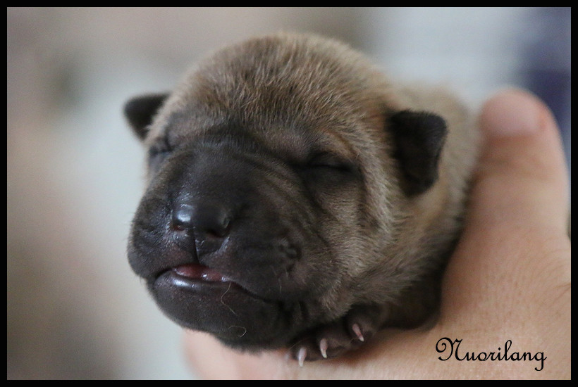 du Nuorilang - Chiots disponibles - Shar Pei