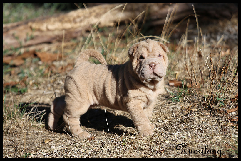 du Nuorilang - Chiots disponibles - Shar Pei