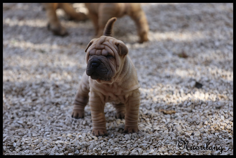 du Nuorilang - Chiots disponibles - Shar Pei
