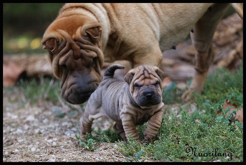 du Nuorilang - Chiots disponibles - Shar Pei