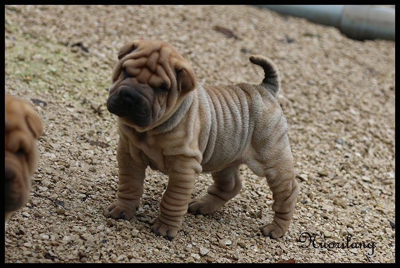 du Nuorilang - Chiots disponibles - Shar Pei