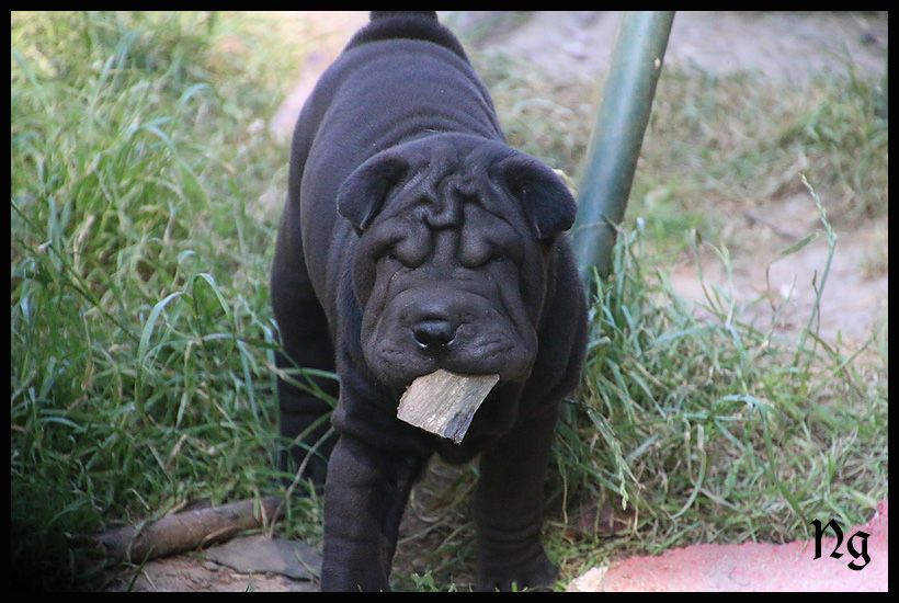 du Nuorilang - Chiots disponibles - Shar Pei