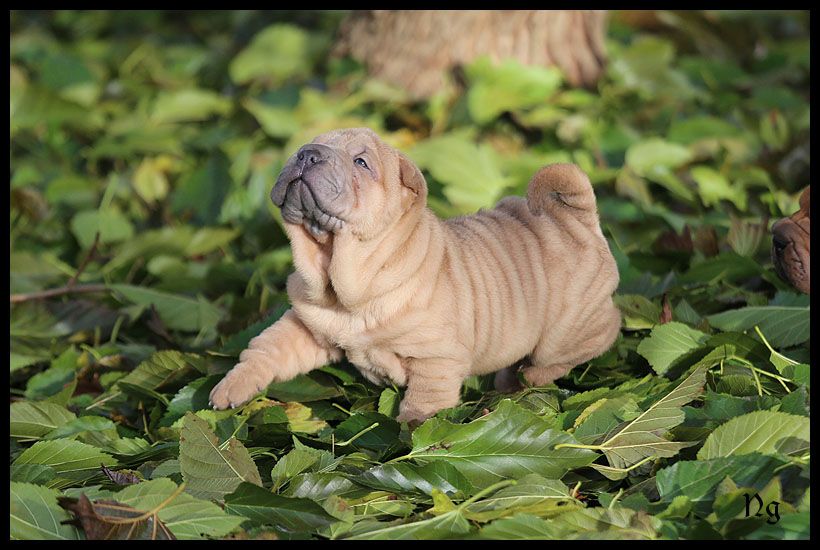 du Nuorilang - Chiots disponibles - Shar Pei