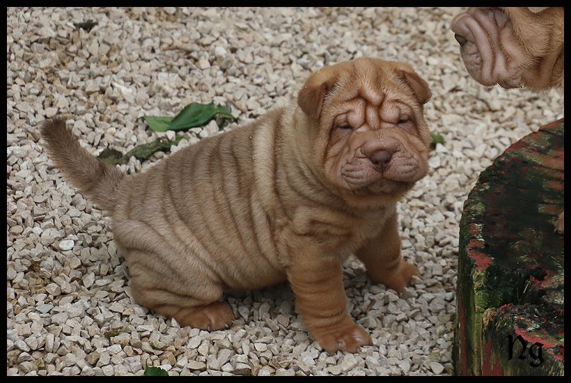 du Nuorilang - Chiots disponibles - Shar Pei