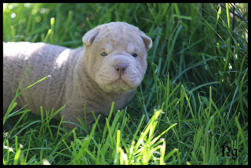 du Nuorilang - Chiots disponibles - Shar Pei
