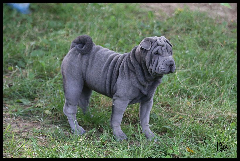 Chiot Shar Pei du Nuorilang