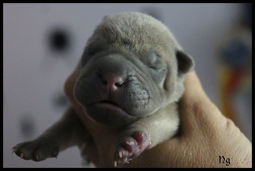du Nuorilang - Chiots disponibles - Shar Pei