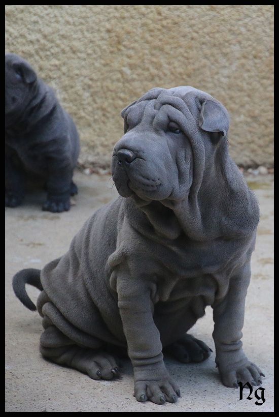 du Nuorilang - Chiots disponibles - Shar Pei