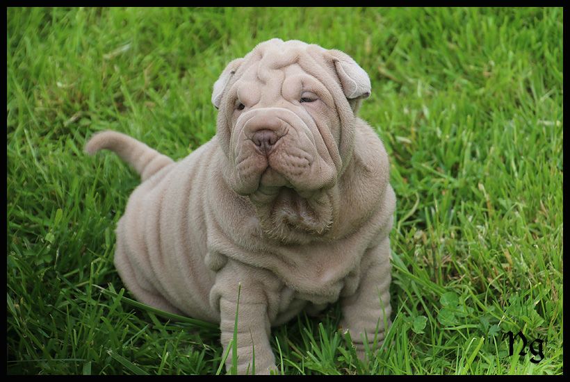 du Nuorilang - Chiots disponibles - Shar Pei
