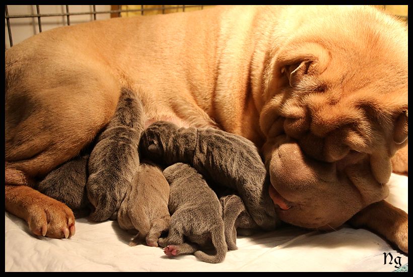 Chiot Shar Pei du Nuorilang