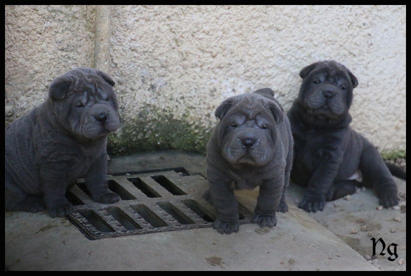 Chiot Shar Pei du Nuorilang