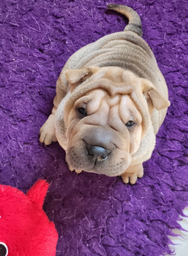 du Nuorilang - Chiots disponibles - Shar Pei