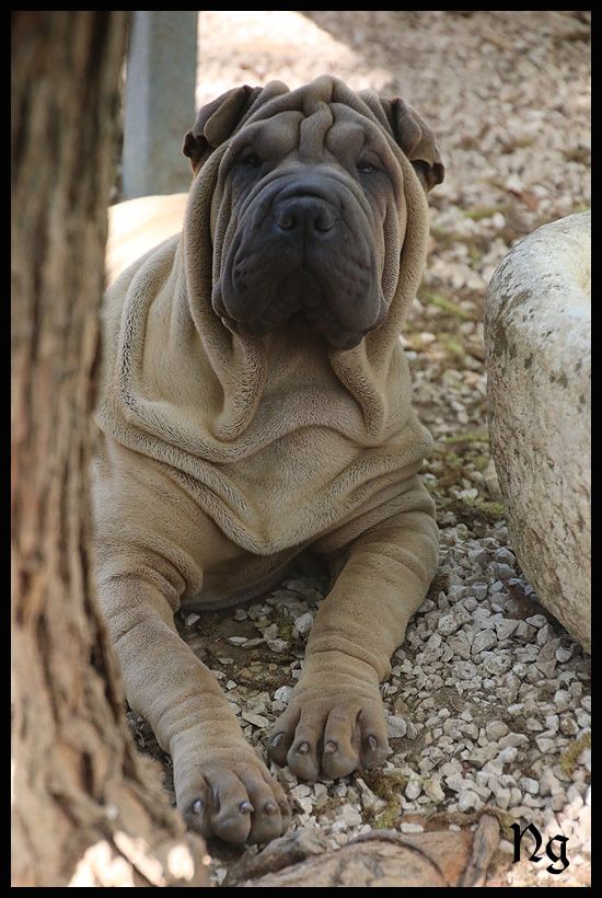 du Nuorilang - Chiots disponibles - Shar Pei