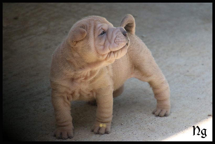 du Nuorilang - Chiots disponibles - Shar Pei