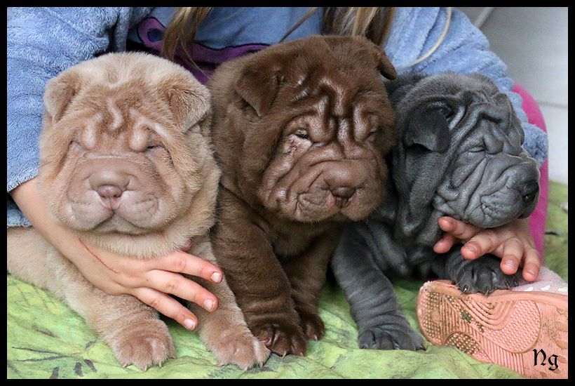 Chiot Shar Pei du Nuorilang