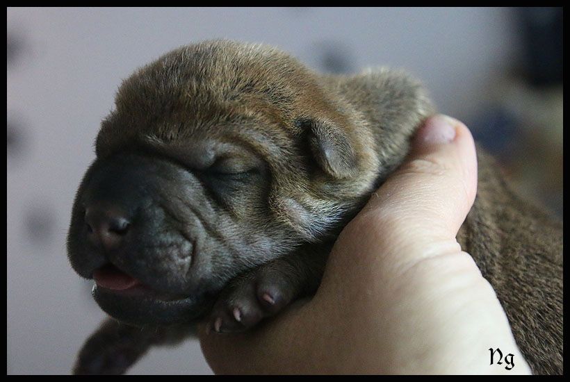 du Nuorilang - Chiots disponibles - Shar Pei