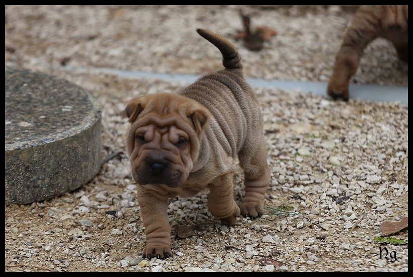 du Nuorilang - Chiots disponibles - Shar Pei
