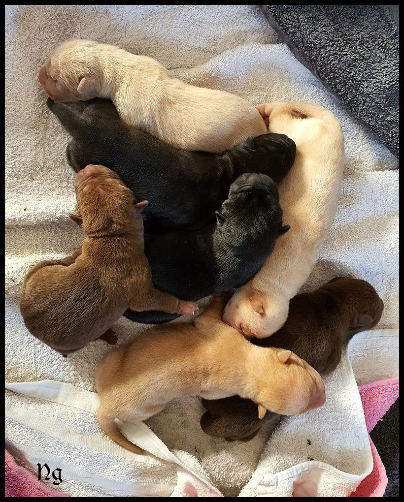 Chiot Shar Pei du Nuorilang