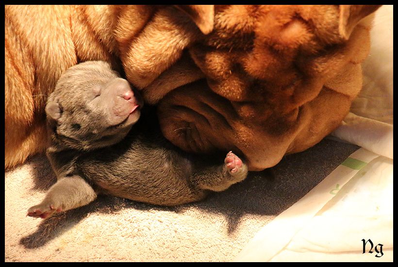 Chiot Shar Pei du Nuorilang