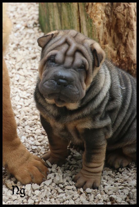 du Nuorilang - Chiots disponibles - Shar Pei