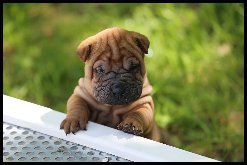 du Nuorilang - Chiots disponibles - Shar Pei