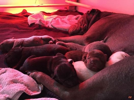 Chiot Shar Pei du Nuorilang