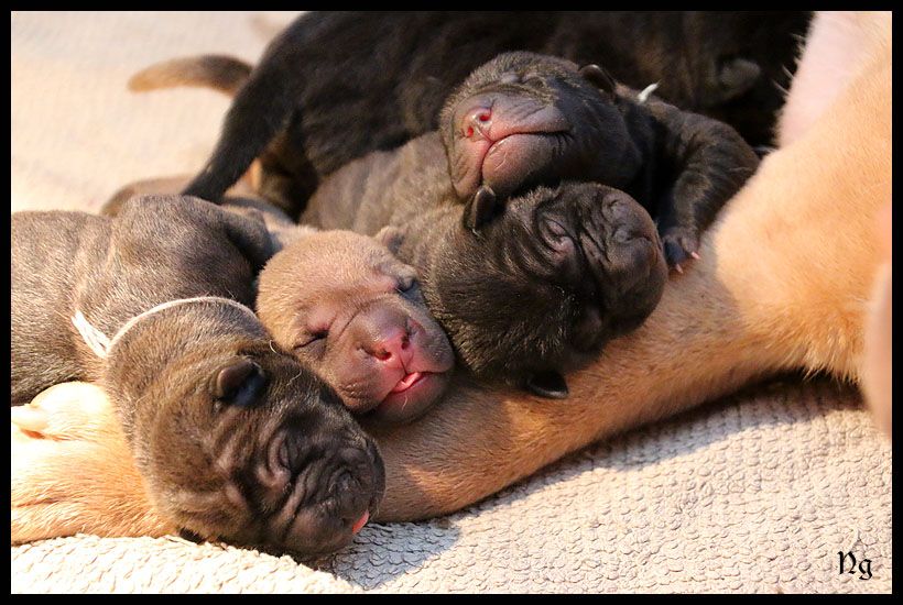 Chiot Shar Pei du Nuorilang