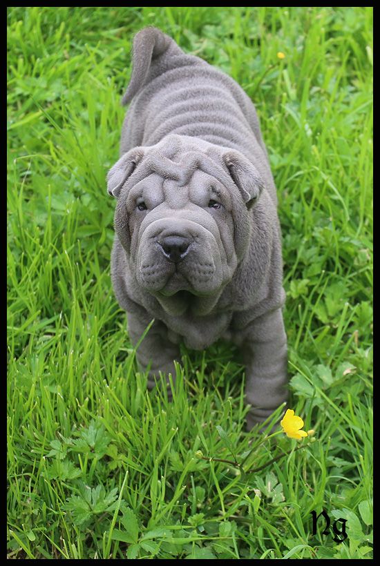 du Nuorilang - Chiots disponibles - Shar Pei