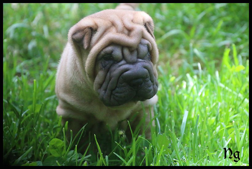 du Nuorilang - Chiots disponibles - Shar Pei