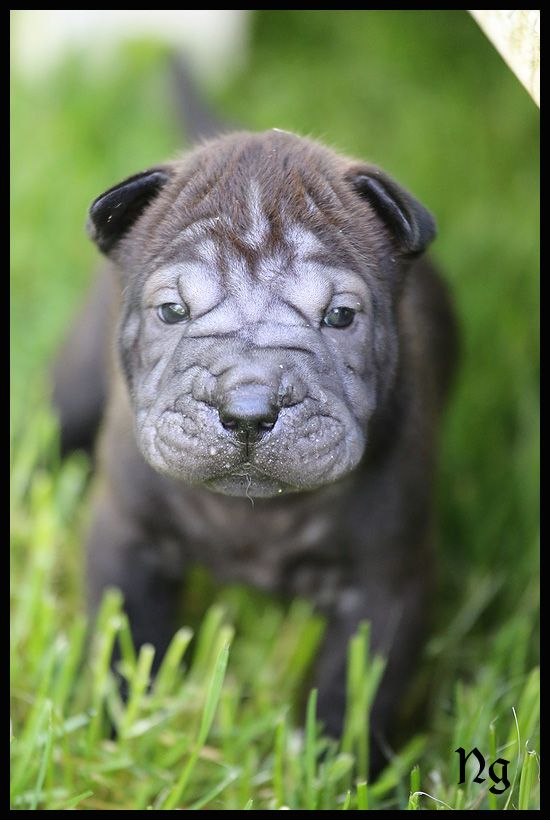 du Nuorilang - Chiots disponibles - Shar Pei