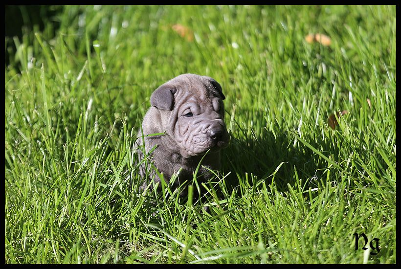 du Nuorilang - Chiots disponibles - Shar Pei