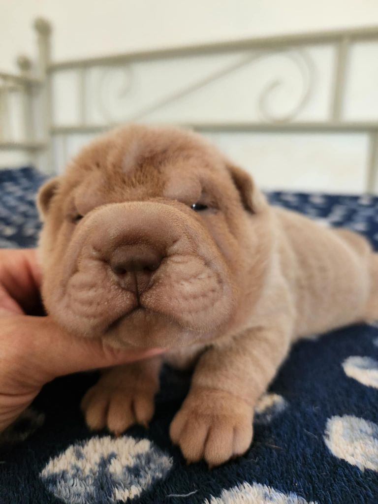 du Nuorilang - Chiots disponibles - Shar Pei