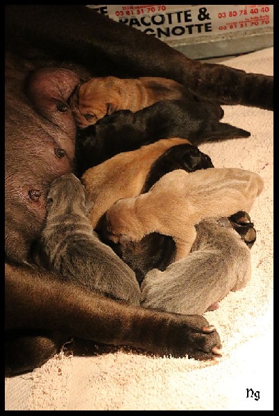 Chiot Shar Pei du Nuorilang