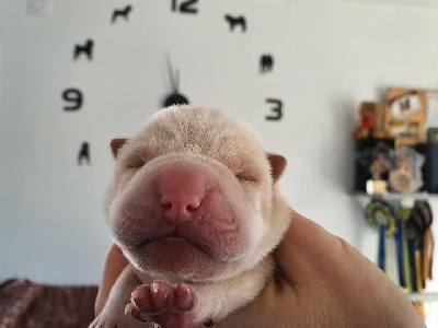 Timba