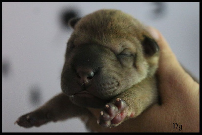 CHIOT
