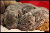 Petite Taupe 