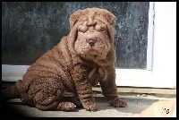 Simba 