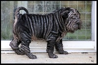 Maximus