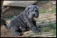 Romeo