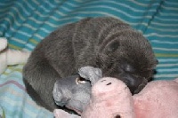 BLEU BRUSH COAT