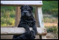 Preto