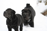 NOIR BRUSH COAT