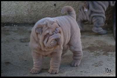Un Gaspard 