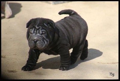 Togo