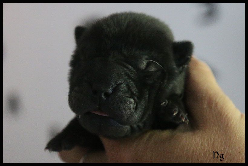 du Nuorilang - Chiots disponibles - Shar Pei