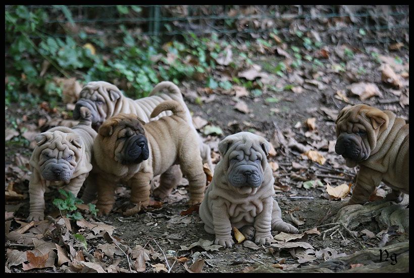 du Nuorilang - Shar Pei - Portée née le 25/07/2025