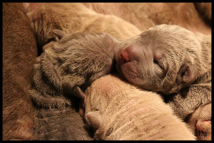 Chiot Shar Pei du Nuorilang