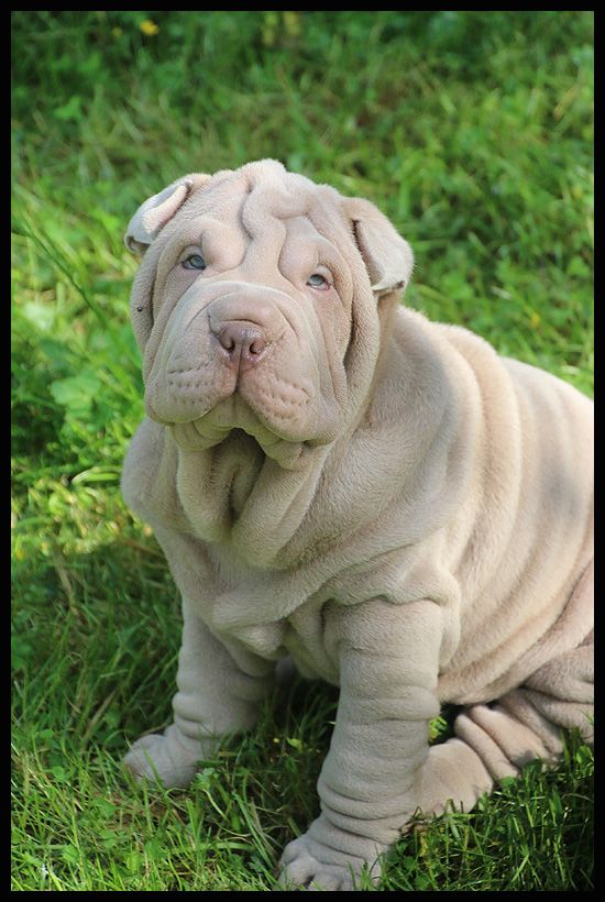 du Nuorilang - Chiots disponibles - Shar Pei