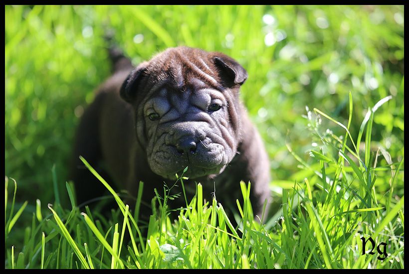 du Nuorilang - Chiots disponibles - Shar Pei